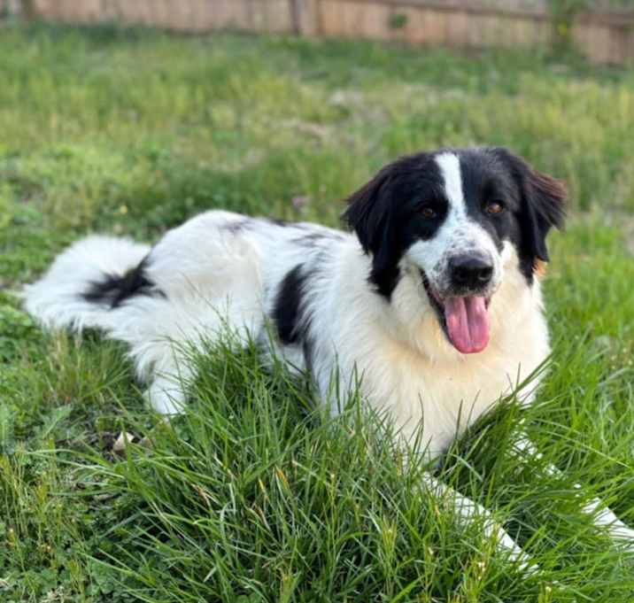 Photo of Dolly