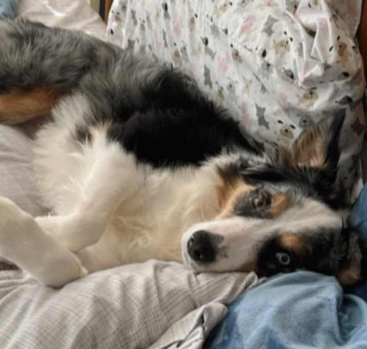 Photo of Bleu