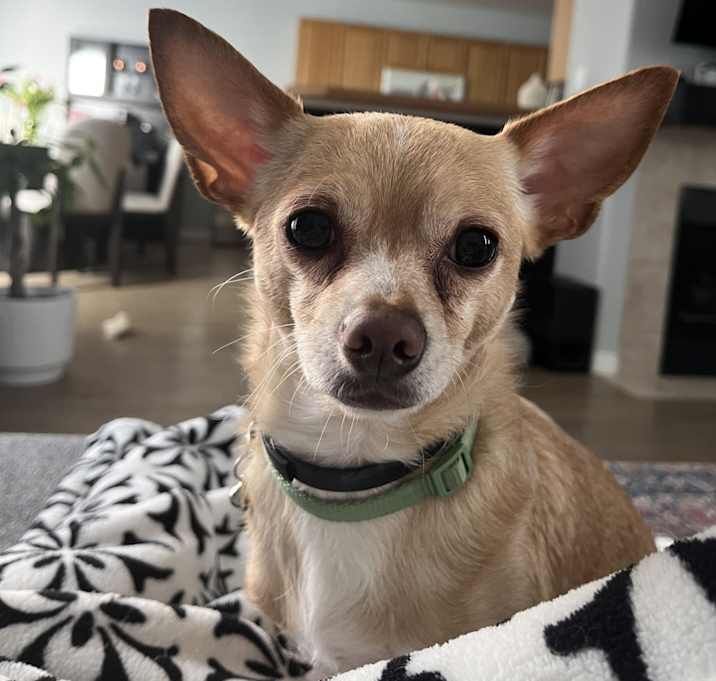 Photo of Skippy