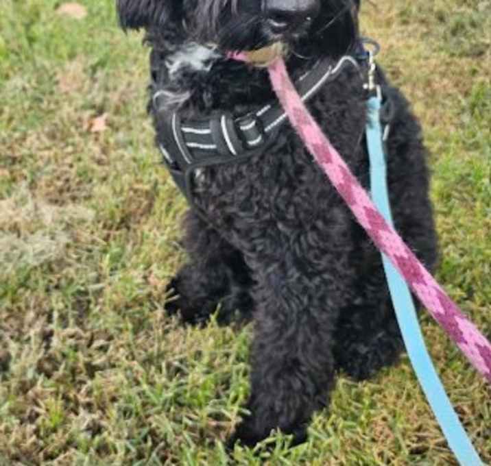 Photo of Bailey