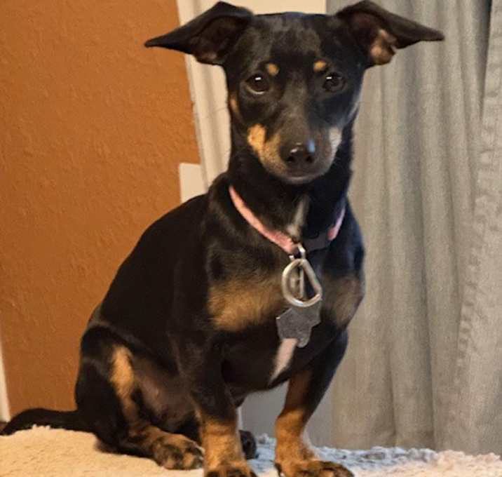 Photo of Harley