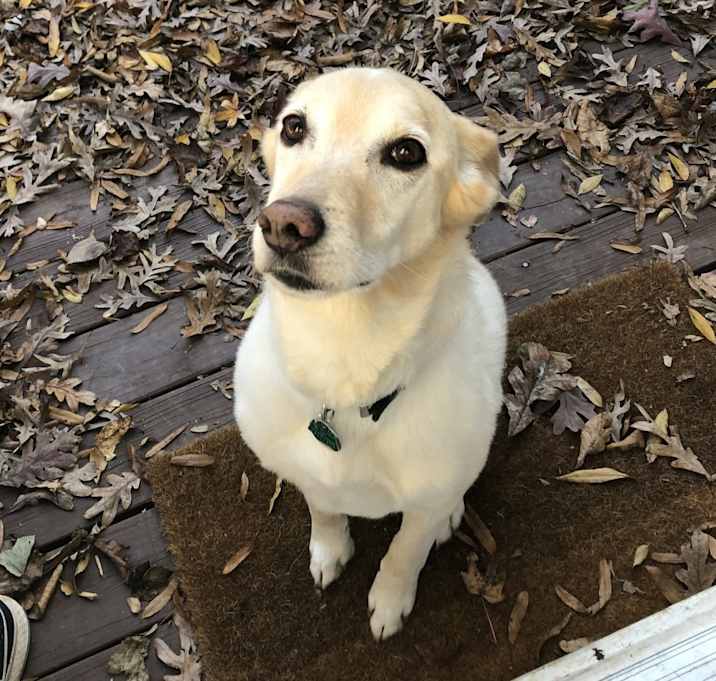 Photo of Callie
