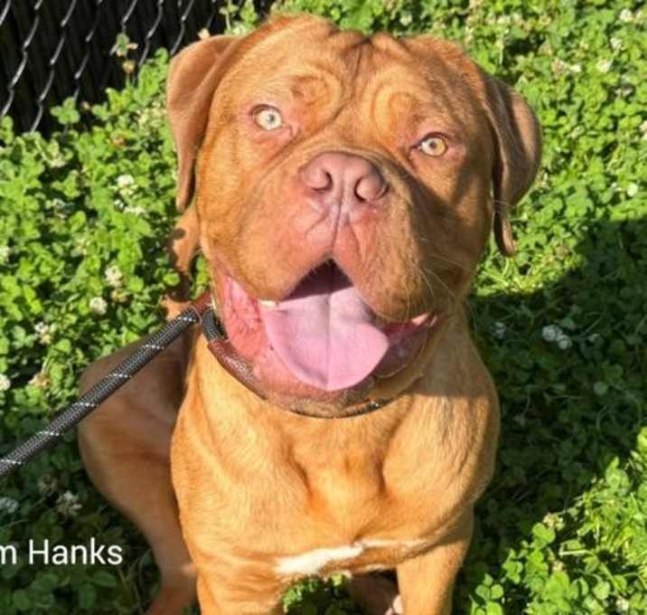 Photo of Dogue De Bordeaux