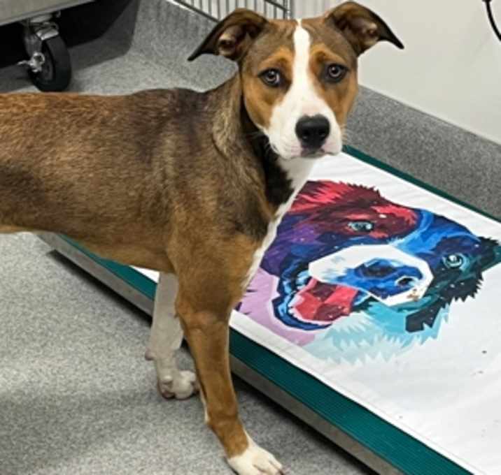 Photo of Bambi