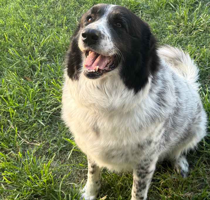 Photo of Luna