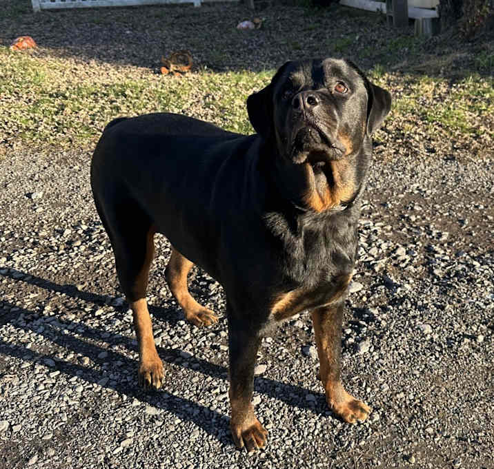 Photo of Rocky