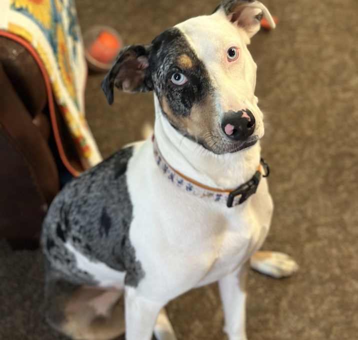 Photo of Penny