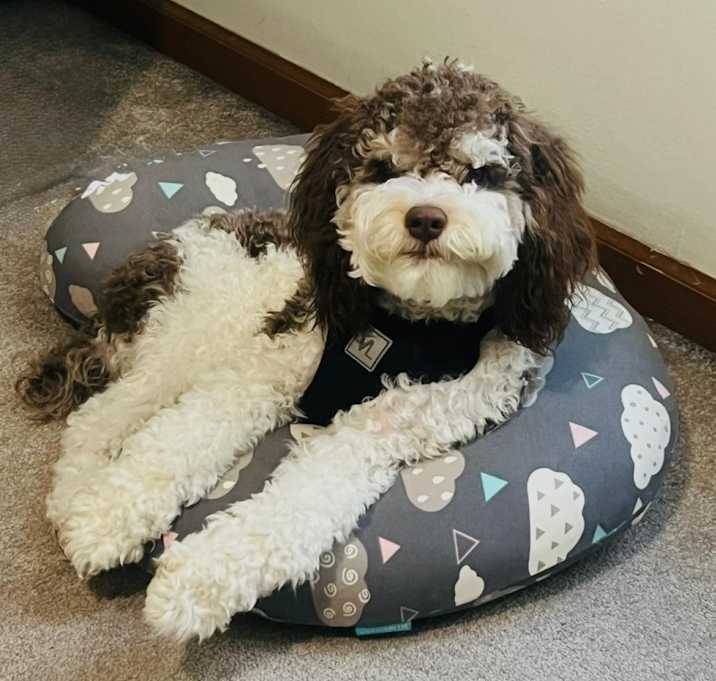 Photo of Bronco
