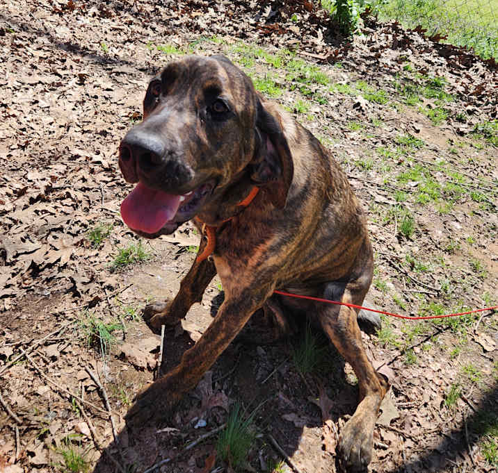 Photo of Pepper