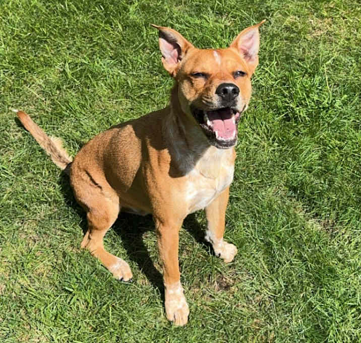 Photo of Archie