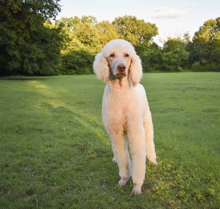 Photo of Baron