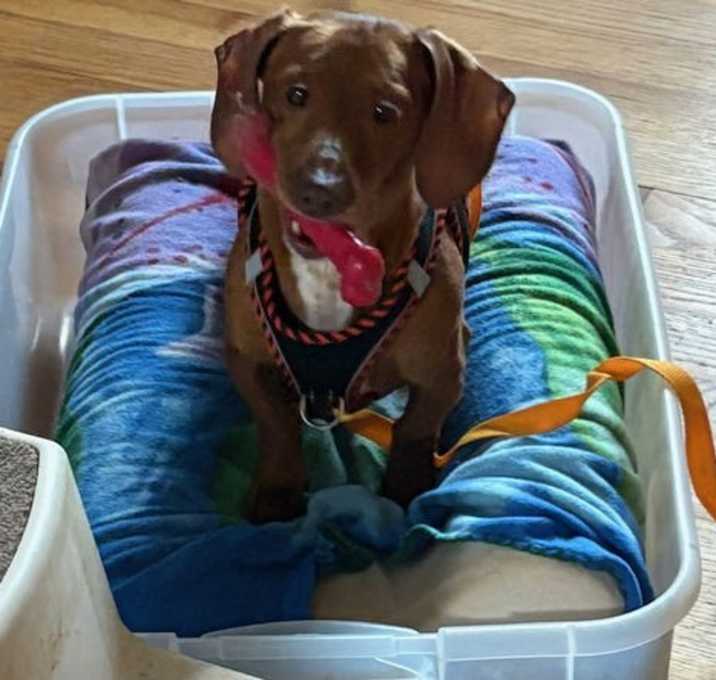 Photo of Cooper
