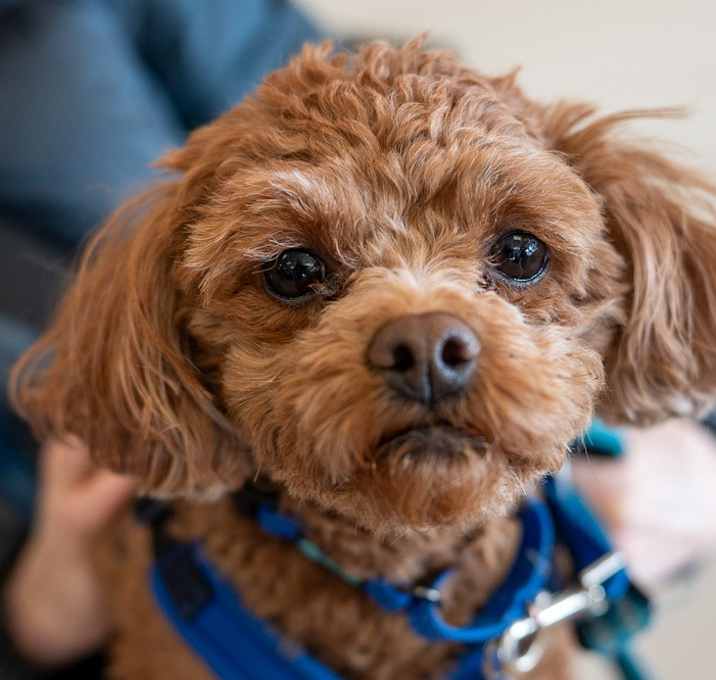 Photo of Copper