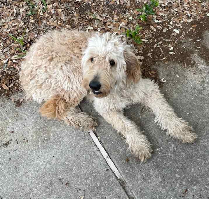 Photo of Pippin