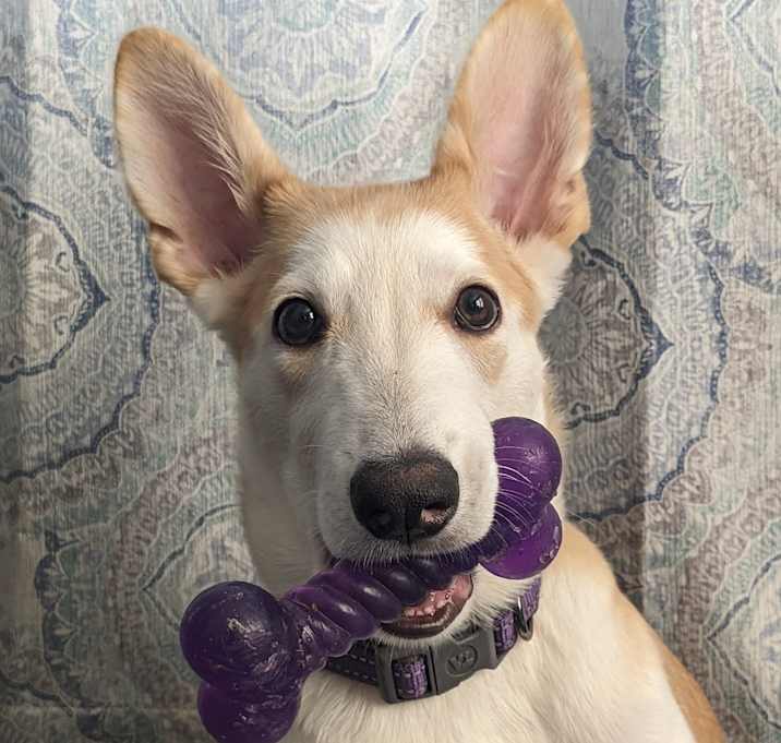 Photo of Suki