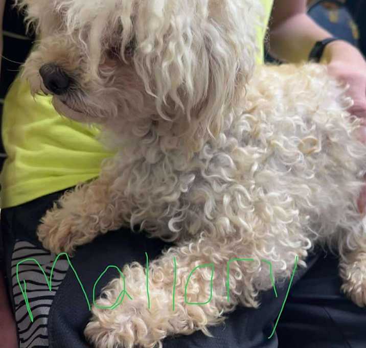 Photo of Mallory