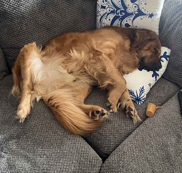 Photo of Chewie