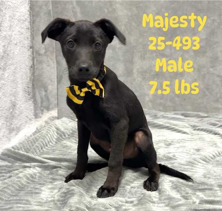 Photo of Majesty