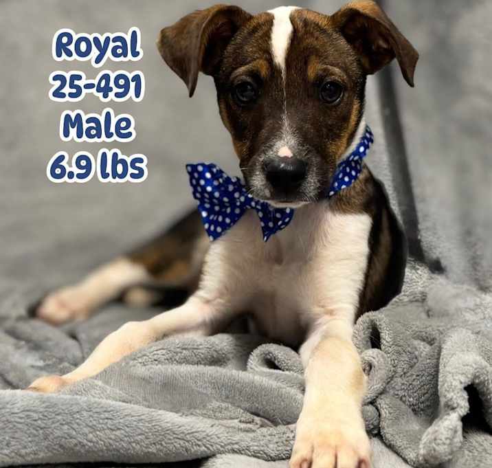 Photo of Royal