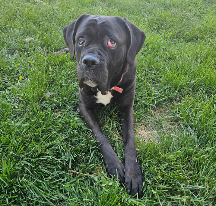 Photo of Luna