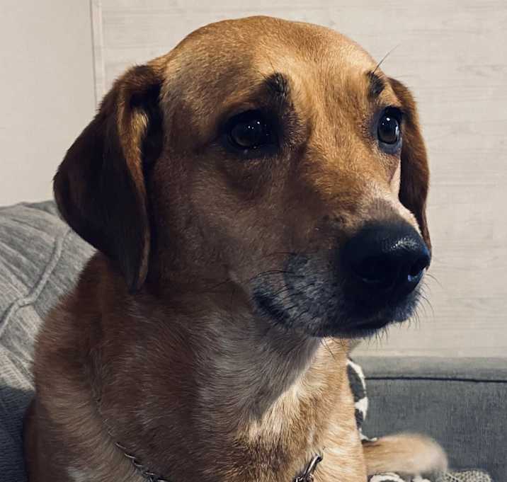 Photo of Bella
