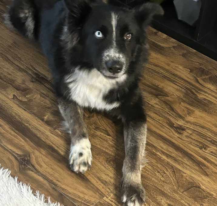 Photo of Taz