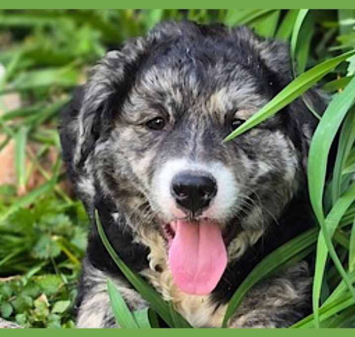 Photo of Fuzzy Mack