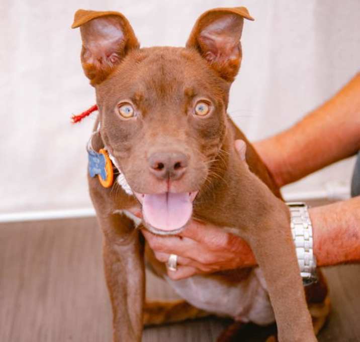 Photo of Canela