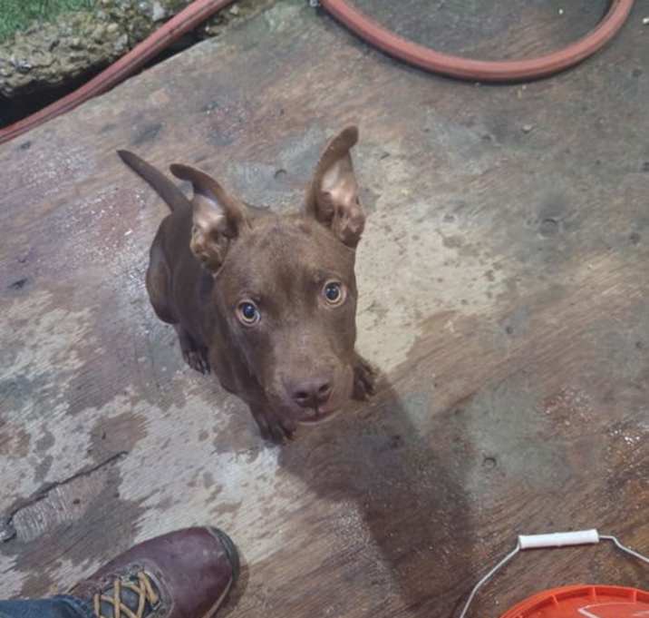 Photo of Canela