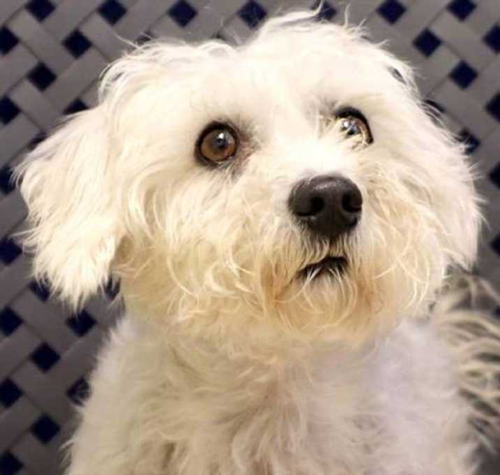 Photo of Polo