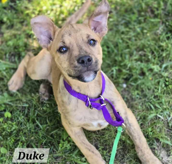 Photo of Duke Robinson