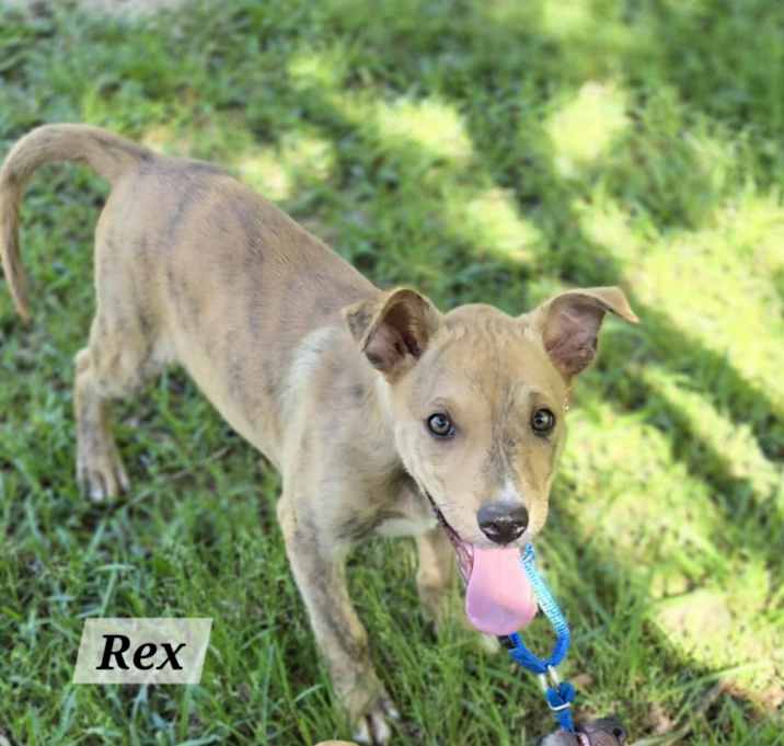 Photo of Rex Robinson