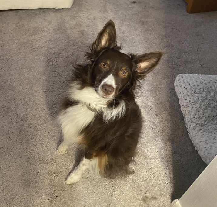 Photo of Rosie