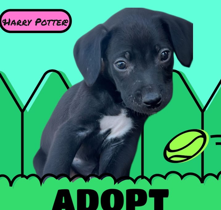 Photo of Harry Potter