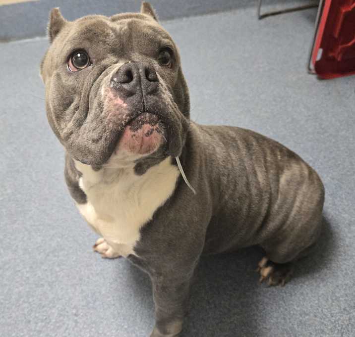 Photo of Blue
