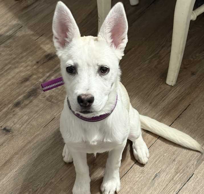 Photo of Angel
