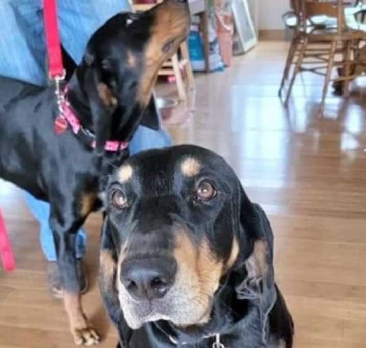 Photo of Lady and Piper