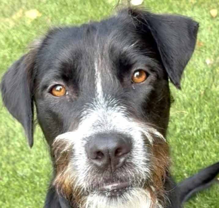 Photo of Buddy