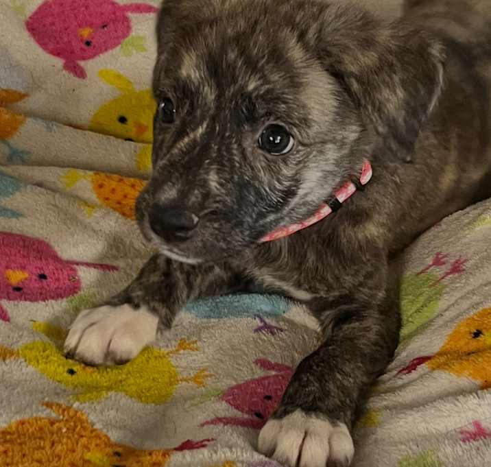 Photo of Mabel