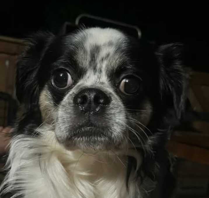 Photo of Mookie
