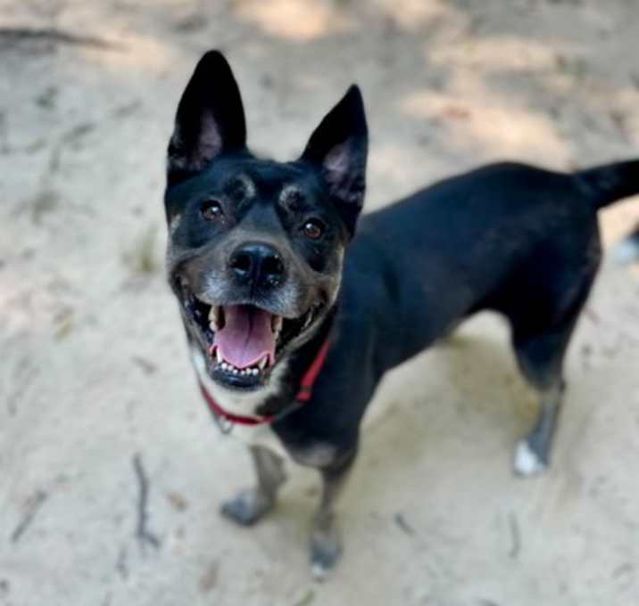Photo of Pepper