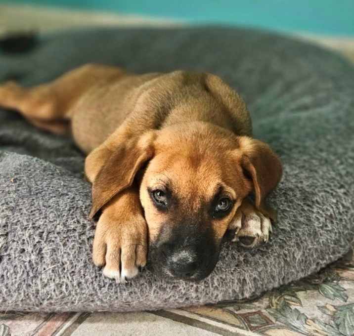 Photo of Peanut
