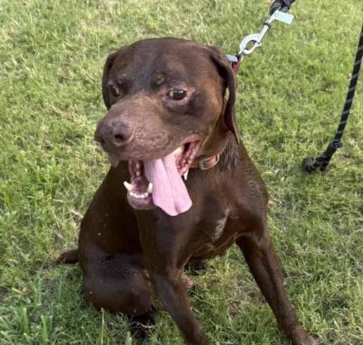 Photo of Found stray: Buscemi