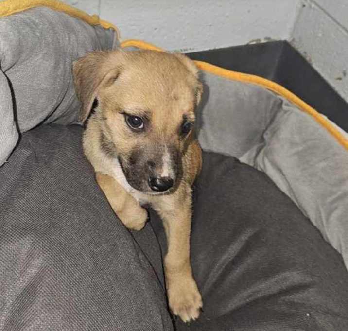 Photo of Gus