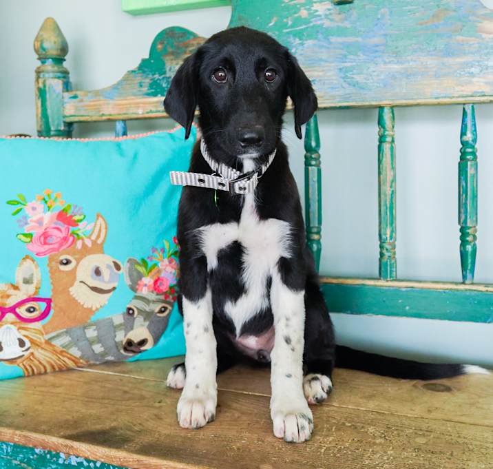 Photo of Trixie