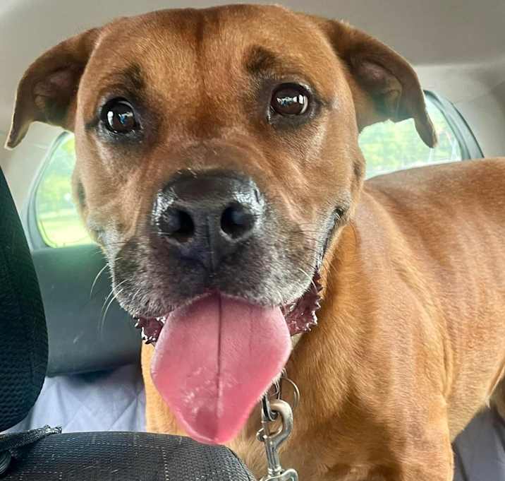 Photo of Scooby Doo