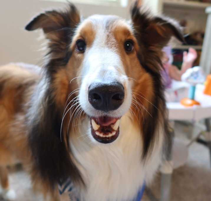 Photo of Zazu