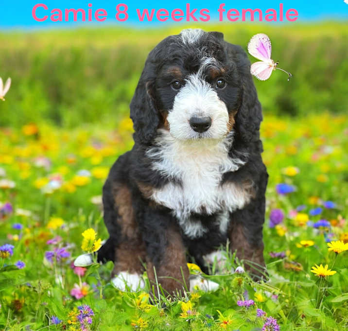 Photo of Camie