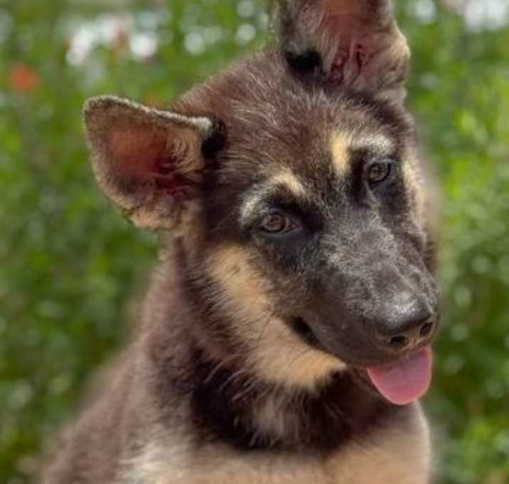 Photo of Gretel