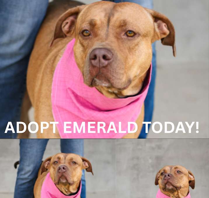 Photo of Emerald
